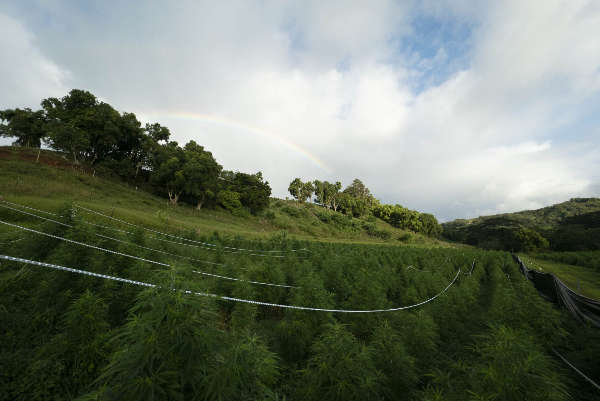 Kauai Hemp Company Farm Kauai Hemp Company Farm